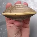 clamstare