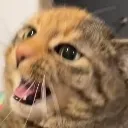 meow Discord Emoji