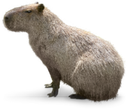 5313capybara Discord sticker | It's - Hoppy Room 💐🌷