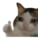 SadCatThumbsUp SadCatThumbsUp