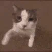 :catkiss_MJ: catkiss_MJ