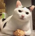 CatDisagree