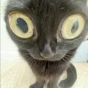 stare