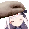 shimapet shimapet
