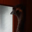 emudonowall emudonowall