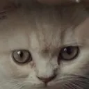 Bruh
