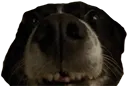 doggo_emoji