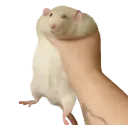 ratgrab