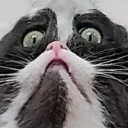CursedConcernedCat