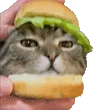 KittyBorgar