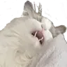 sleepycat sleepycat