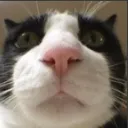 Meowmeow meowmeow Discord Emoji