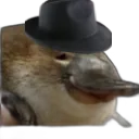 fancy_platypus_irl