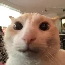 catstare catstare