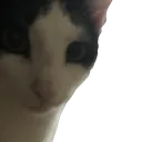 HazelLurk HazelLurk