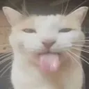 BLEEEHHHHHHH BLEEEHHHHHHH
