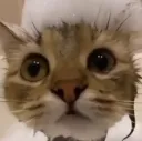 kat