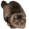 Cat Wiggle catwiggle Discord Emoji