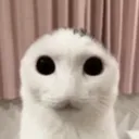 WeirdCat
