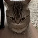 wtfcat