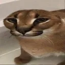 kms kms