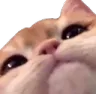 catclose