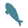 SpinnyShork
