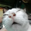 DGgoofycat