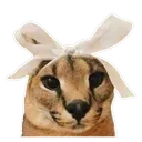 floppabow