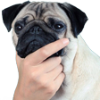 pug_HMMMM Discord emoji