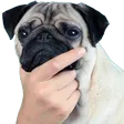 pug_HMMMM