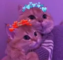 rnx_cat_couple