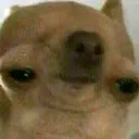 stareDog