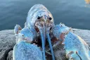 TheHorror