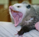 Possum_AAAAAAAA