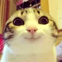 catfabulous Discord Emoji