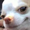 smug_doggo