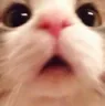 catwha Discord Emoji