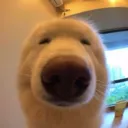 asiandogie