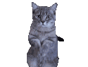 emoji_243 Discord emoji