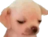densivePog