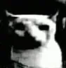 bruhcat
