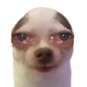 CC_dog_red_eyes Discord Emoji