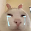 sadavi