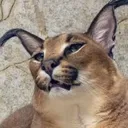 huh_flop