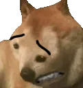 Cringis