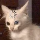 0_CatThinking Discord Emoji