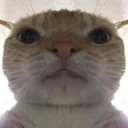 NWcatslayer