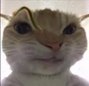 b_catsus