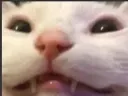CloseCatSmile CloseCatSmile